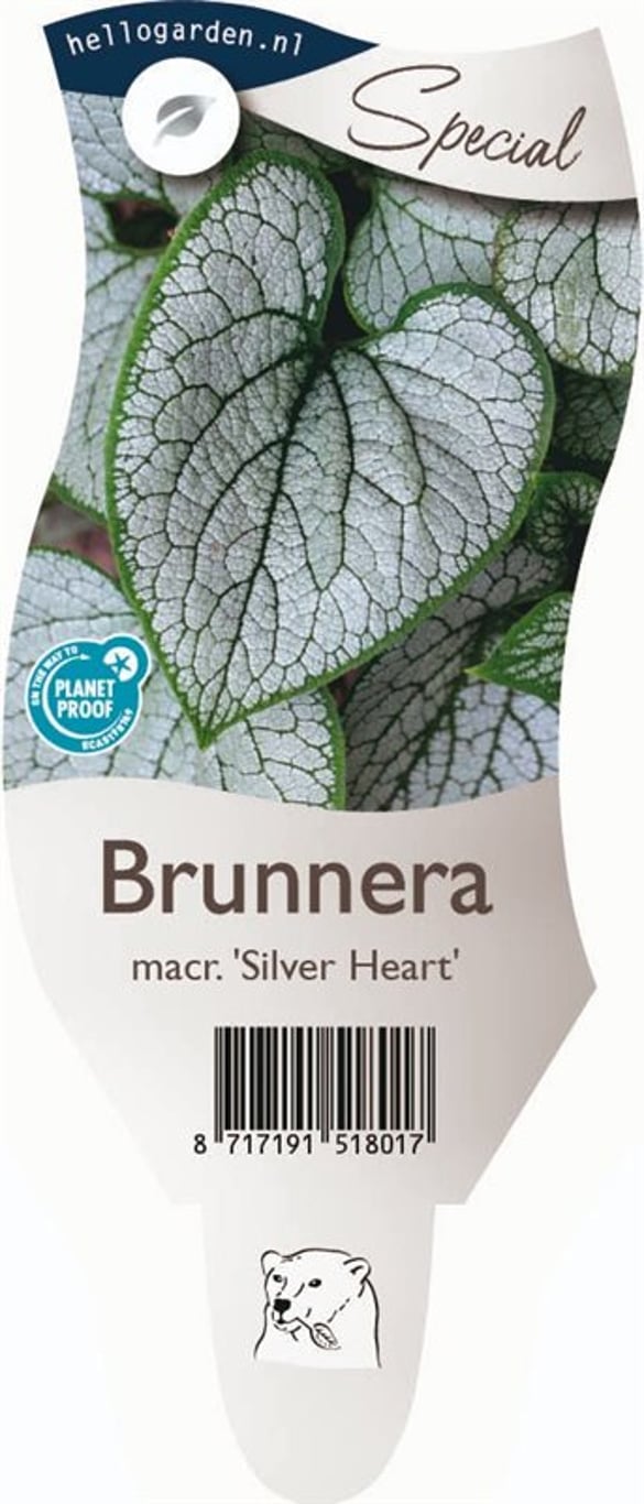 Brunnera macr. 'Silver Heart' - P11